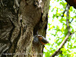 Kowalik (Sitta Europaea)