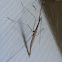 Walking Stick