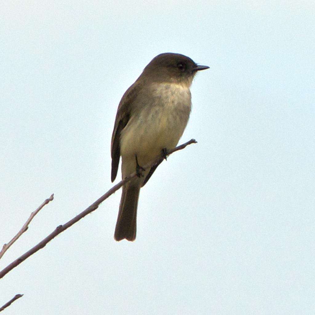 Eastern Phoebe