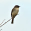 Eastern Phoebe