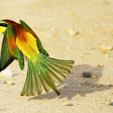 European Bee-Eater