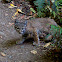 Bobcat
