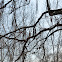 Northern Catalpa