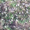 Wildflowers
