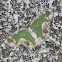 Moth (female)