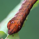 Pale Brown Hawk Moth Caterpillars
