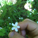 Miners Lettuce
