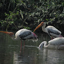 Spot Billed Pelican and Painted Stork