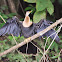 Darter/ Snakebird