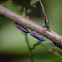 Periquillo  -   Treehopper