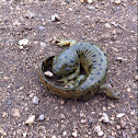 Tiger salamander