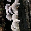 White Tree Shelf Fungus