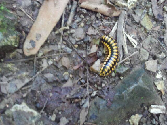 Spotting Image 1