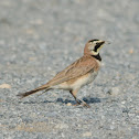 Horned Lark