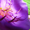Blue tongue flower