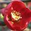Japanese quince