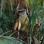 Wolf's Guenon
