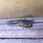 Linne's Cicada