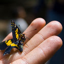 Mariposa