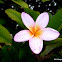 Frangipani