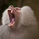 Hamadryas baboon