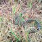 Garter snake