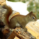 Red Squirrel
