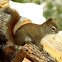 Red Squirrel