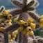 Cane Cholla