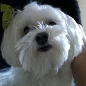 Maltese