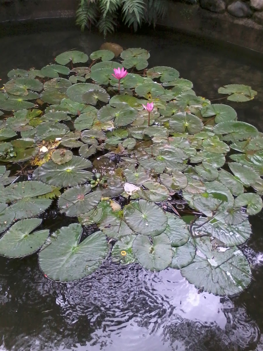 water lily