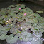 water lily