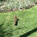 Grey squirrel