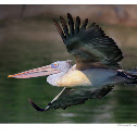 Spot-billed Pelican