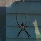 Orb spiders