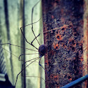 Harvestman