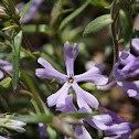 Sand Phlox