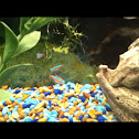 Cardinal tetra