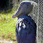 Shoebill 