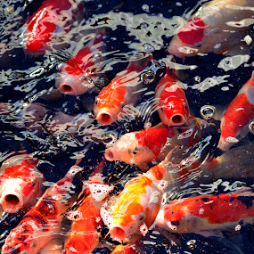 by Harry Aiee - Animals Fish