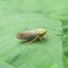 Leafhopper