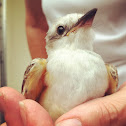 Scissor-tailed Flycatcher