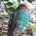 Emerald Dove