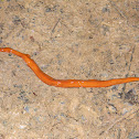 Terrestrial Flatworm