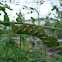Tomato Hornworm - Sphinx Moth 