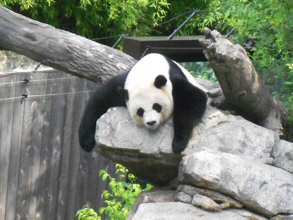 Giant Panda