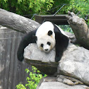 Giant Panda