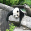 Giant Panda