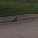 Grey squirrel