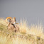 Big Horn Sheep